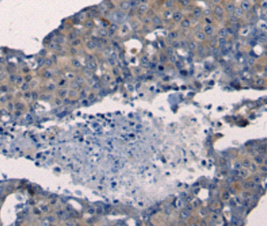 FGF2 Polyclonal Antibody (E-AB-12292)