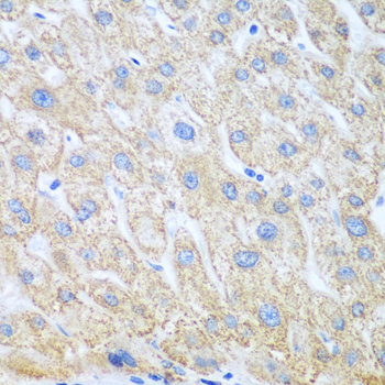 PTGS1 Polyclonal Antibody (E-AB-61656)