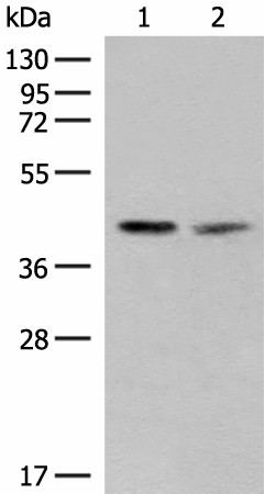 FAM84B Polyclonal Antibody (E-AB-19849)