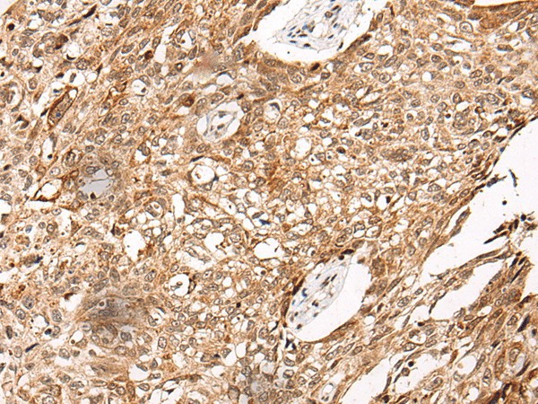 C14orf169 Polyclonal Antibody (E-AB-17743)