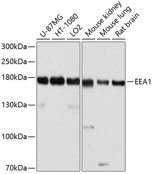 EEA1 Polyclonal Antibody (E-AB-63254)