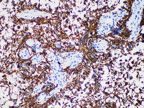 GFAP Monoclonal Antibody (ELAB6633-M)