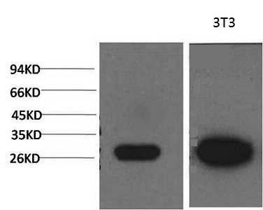 Galectin 3 Monoclonal Antibody (E-AB-22184)