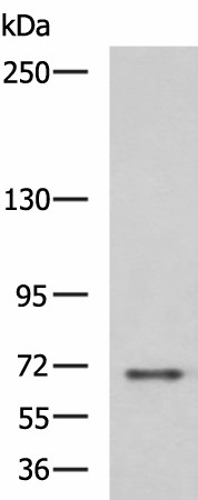 PREPL Polyclonal Antibody (E-AB-19186)