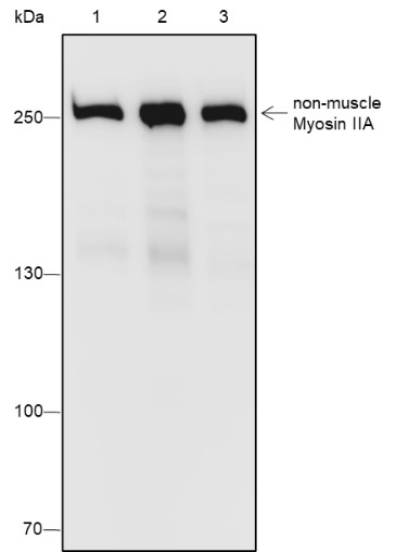 Recombinant non-muscle Myosin IIA Monoclonal Antibody (AN301829L)