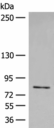 FGD3 Polyclonal Antibody (E-AB-17961)