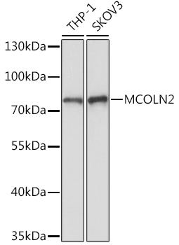 MCOLN2 Polyclonal Antibody (E-AB-92092)