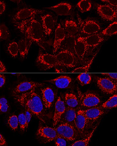 MRPS16 Polyclonal Antibody (E-AB-62435)