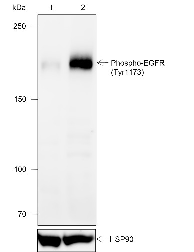 Recombinant Phospho-EGFR (Tyr1173) Monoclonal Antibody (AN302101L)