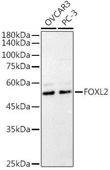 FOXL2 Polyclonal Antibody (E-AB-91483)