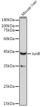 JUNB Polyclonal Antibody (E-AB-62112)