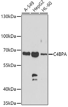C4BPA Polyclonal Antibody (E-AB-63860)