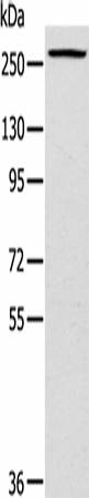 TLN1 Polyclonal Antibody (E-AB-16906)