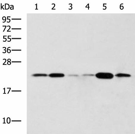 TMED10 Polyclonal Antibody (E-AB-53096)