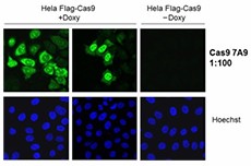 Purified anti-CRISPR (CAS9) Antibody (844302)