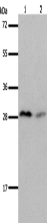 KLK7 Polyclonal Antibody (E-AB-14181)