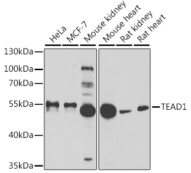 TEAD1 Polyclonal Antibody (E-AB-67787)