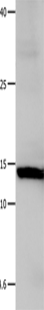 Galectin 1 Polyclonal Antibody (E-AB-10335)