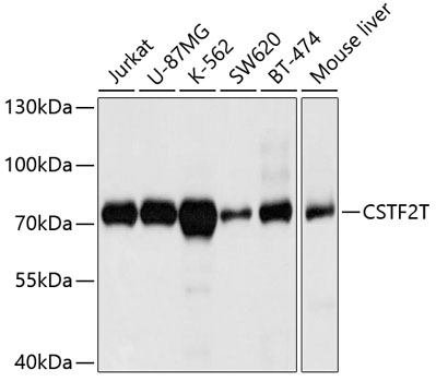 CSTF2T Polyclonal Antibody (E-AB-63795)
