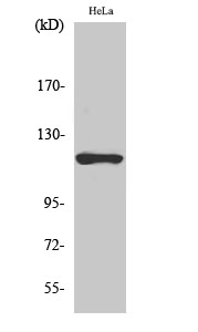 HK1 Polyclonal Antibody (E-AB-31755)