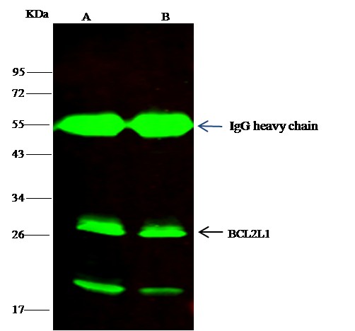 Recombinant BCL2L1/Bcl-XL Monoclonal Antibody (AN300337P)