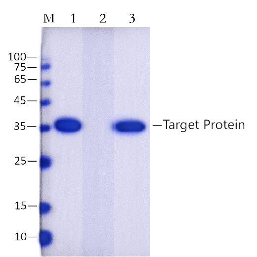 Anti-His(HHHHHH) Affinity Agarose (EA-IP-008)