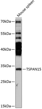 TSPAN15 Polyclonal Antibody (E-AB-90831)