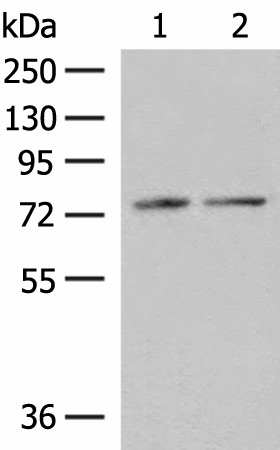 PDIA4 Polyclonal Antibody (E-AB-18854)
