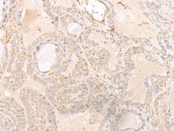 IGHA1 Polyclonal Antibody (E-AB-18733)