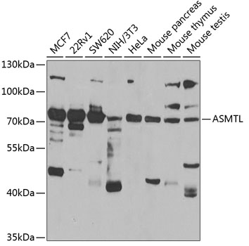 ASMTL Polyclonal Antibody (E-AB-61473)