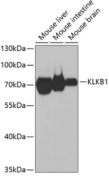 KLKB1 Polyclonal Antibody (E-AB-60895)