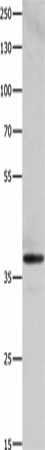 HMOX2 Polyclonal Antibody (E-AB-18232)