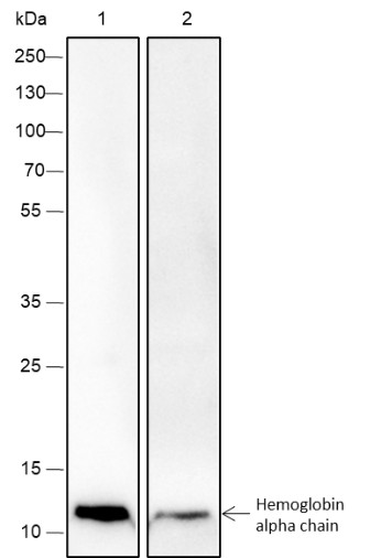 Recombinant Hemoglobin alpha Monoclonal Antibody (AN301546L)