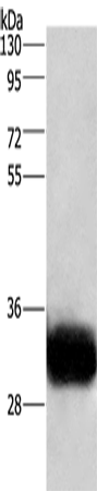 GPM6A Polyclonal Antibody (E-AB-10938)