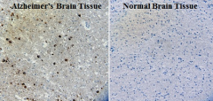 Purified anti-Tau Phospho (Thr181) Antibody (846601)