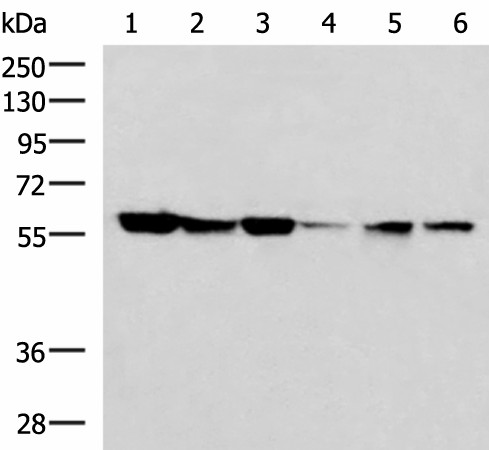 FKBP4 Polyclonal Antibody (E-AB-52964)