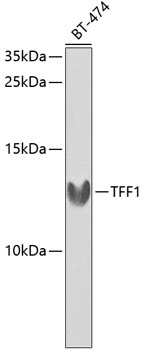 TFF1 Polyclonal Antibody (E-AB-60446)