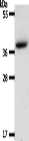 AKR1B1 Polyclonal Antibody (E-AB-15911)