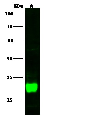 Recombinant DCUN1D2/DCN1-like protein 2 Monoclonal Antibody (AN300454P)