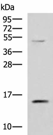 PHPT1 Polyclonal Antibody (E-AB-19109)