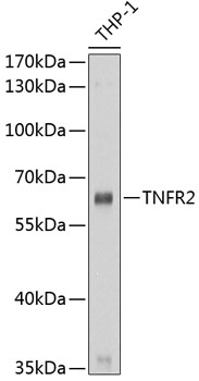 TNFR2 Polyclonal Antibody (E-AB-60182)