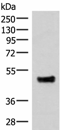 IRX5 Polyclonal Antibody (E-AB-52043)