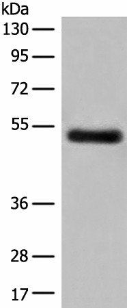 GK5 Polyclonal Antibody (E-AB-18674)