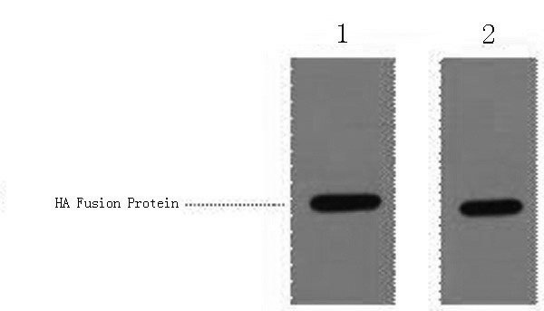 HA-Tag Polyclonal Antibody (E-AB-20046)