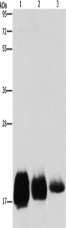 CD59 Polyclonal Antibody (E-AB-13133)