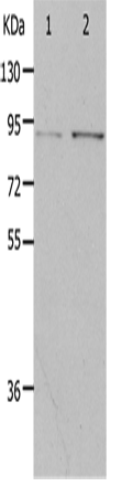 PIBF1 Polyclonal Antibody (E-AB-12621)
