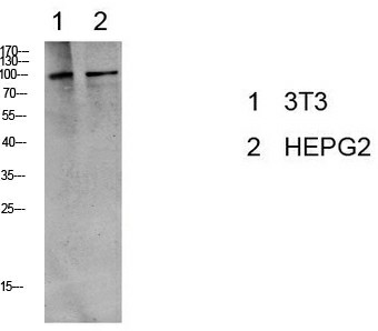 Phospho-EEF2 (Thr56) Polyclonal Antibody (E-AB-51049)