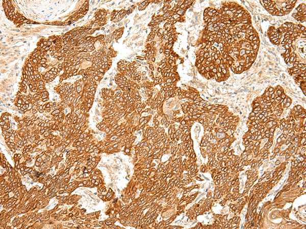 SLC6A9 Polyclonal Antibody (E-AB-19917)