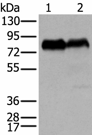 CD55 Polyclonal Antibody (E-AB-18480)