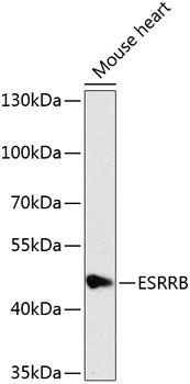 ESRRB Polyclonal Antibody (E-AB-67986)